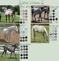 four different horses standing in a field with their names on it's back side