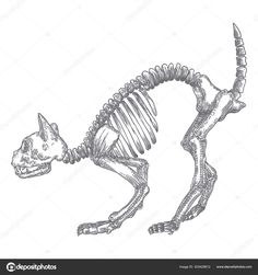 a cat skeleton is shown in this black and white illustration stock photo - 59897