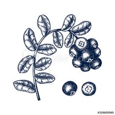 berries with leaves and seeds on white background, hand drawn illustration in vintage woodcut style