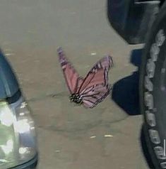 a butterfly that is sitting on the ground in front of a car and another vehicle