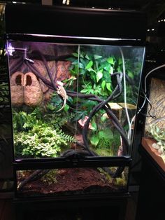 a fish tank filled with lots of green plants