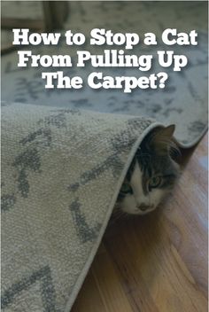 a cat peeking out from under a blanket with the words how to stop a cat from pulling up the carpet?