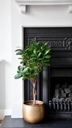 a potted plant sitting on top of a black table next to a fire place