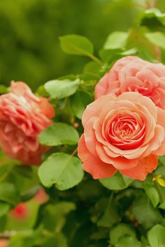 31 Secrets on Growing Roses in 2024 | Montana Happy Types Of Roses, Garden Plants, Plants