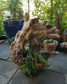 a large piece of wood with plants growing out of it on the ground next to potted plants