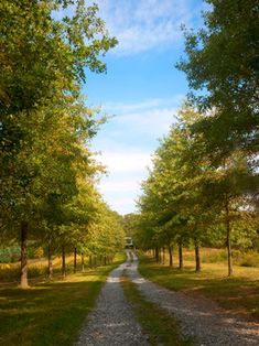 a dirt road surrounded by trees and grass