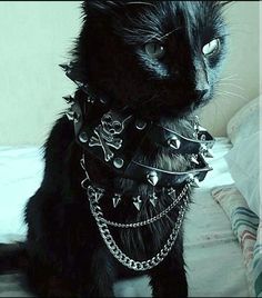 a black cat sitting on top of a bed covered in chains and studded collars