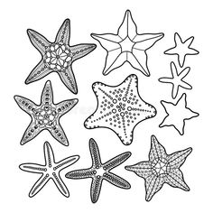 starfishs and sea stars in black and white royalty illustration