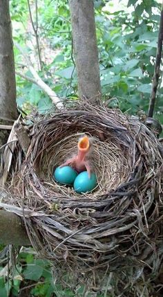 a bird nest with two blue eggs in it and an orange cup sticking out of the top