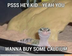 a gecko sitting in front of a window with caption that reads, piss hey kid yeah you wanna buy some calcium