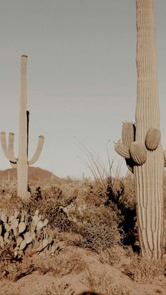 two tall cactus trees in the desert