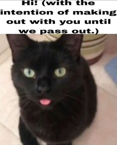 a black cat sitting on top of a tile floor