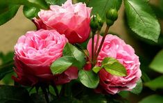 three pink roses with green leaves on them