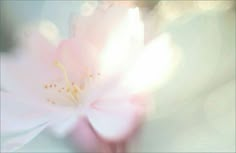 blurry photograph of a pink flower with white stamen