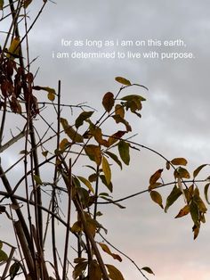 there is a tree with leaves on it and the sky in the backround