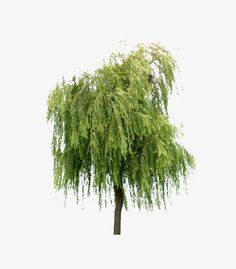 a green tree with lots of leaves on it's branches in front of a white background