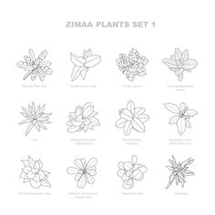 the different types of plants that can be used to draw