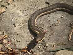 a snake that is laying on the ground