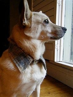 a dog sitting in front of a window looking out at the outside world and wearing a plaid collar