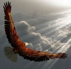 an eagle soaring through the sky with sunbeams in the background