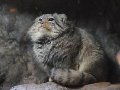 a cat that is sitting on some rocks