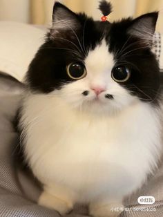 a black and white cat sitting on top of a bed looking at the camera with big eyes