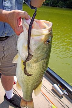 a man holding a large fish while standing on a boat