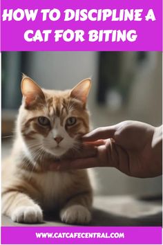 a person petting a cat with the caption how to discipline a cat for biting