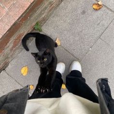 a black cat standing on top of a person's legs