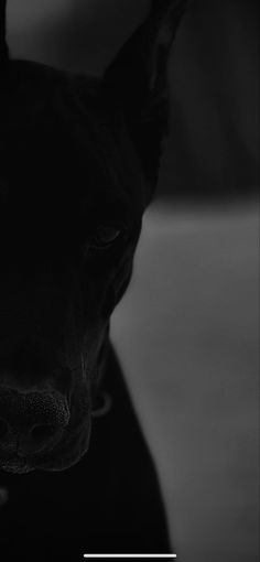 a black dog looking at the camera with its head turned to the side and his eyes closed