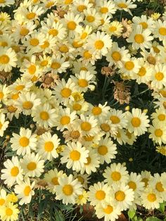 yellow and white flowers are growing in the grass