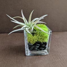 an air plant in a glass vase filled with rocks