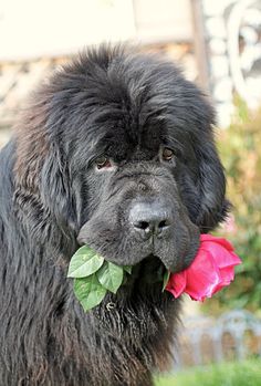 a close up of a dog with a flower in its mouth