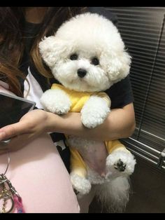 a woman holding a small white dog in her arms and wearing a yellow scarf around it's neck