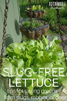 some plants that are hanging from the side of a building with text overlay saying slug - free lettuce tips for saving greens from stuigs, rabbits or deer