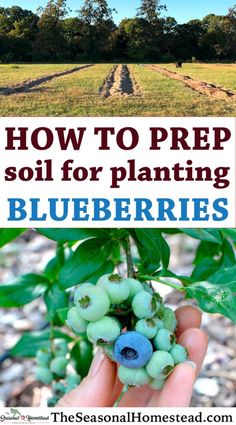 blueberries growing in the field with text overlay how to prep soil for planting