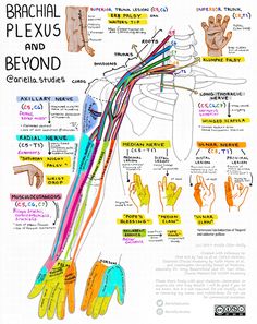 Nerve Anatomy, Brachial Plexus, Medical School Essentials