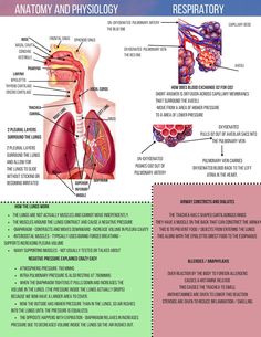 the anatomy of the human body and its major organs, including the heart, lungs, thor