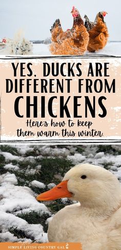 there are two ducks and one duck that is sitting in the snow with text overlay saying, yes ducks are different from chickens here how to pee then warm this winter