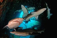 several sharks swimming in an aquarium together