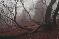 trees in the fog with fallen leaves on the ground and one tree leaning over it