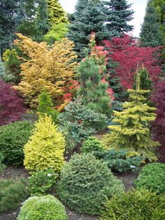 many different types of trees in a garden