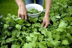 a person is picking lettuce from the ground with their hands in a bowl