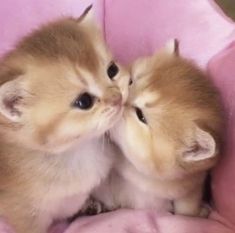 two small kittens cuddle together in a pink chair with their heads touching each other