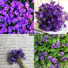 different types of purple flowers are shown here