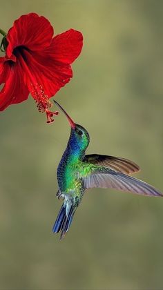 a hummingbird feeding from a red flower with the words love macro written on it