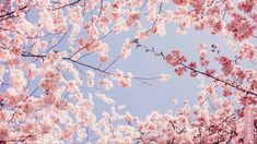 pink flowers are blooming on the branches of trees in front of a blue sky