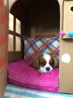 a brown and white dog laying on top of a pink pillow in a cardboard house