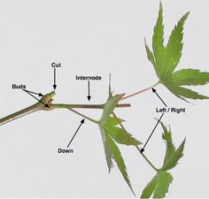 the parts of a plant that are labeled