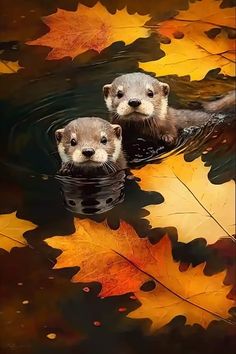 two otters are swimming in the water surrounded by autumn leaves and floating on top of each other